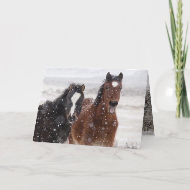 Snow Colts Wild Horse Greeting Card (Front)