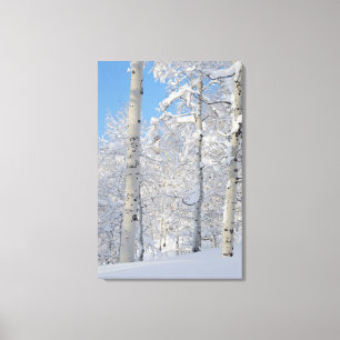 Snow-Covered Aspens, Beartrap-Desolation Ridge Canvas Print