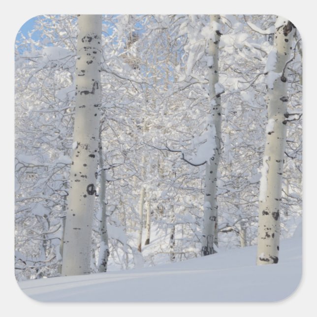 Snow-Covered Aspens, Beartrap-Desolation Ridge Square Sticker (Front)
