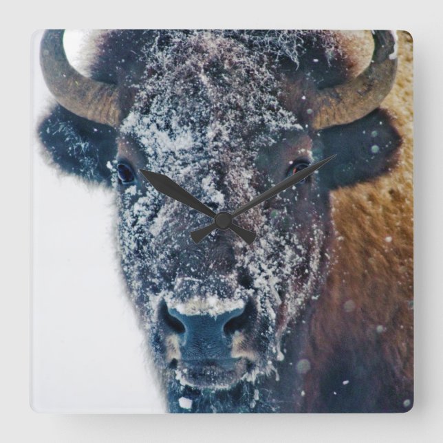 Snow-Covered Bison Wall Clock (Front)
