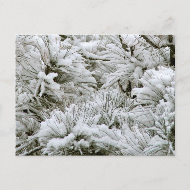 Snow Covered Branches Postcard (Front)