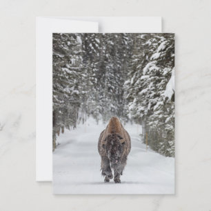 Snow-covered bull bison in a snowy forest postcard
