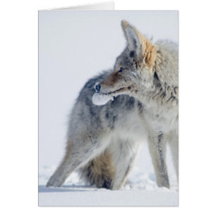 Snow-covered Coyote at Yellowstone National Park.