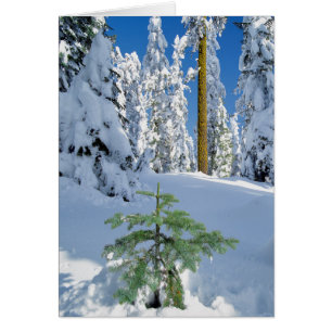 Snow Covered Forest in Oregon