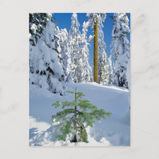 Snow Covered Forest in Oregon Postcard (Front)