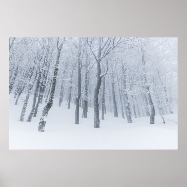 Snow covered frozen forest in winter poster (Front)