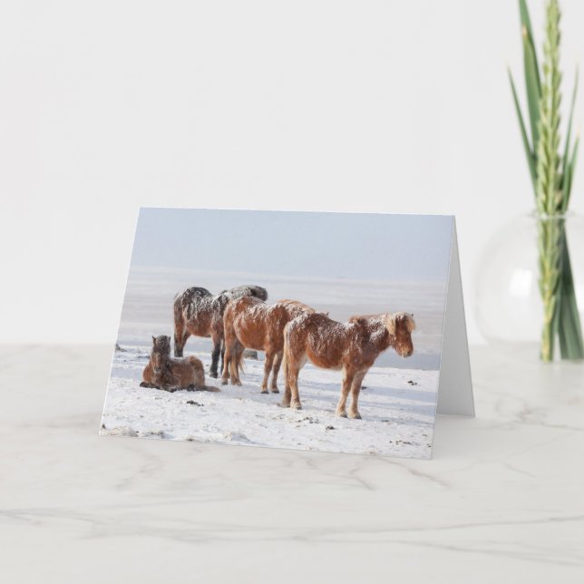 Snow Covered Icelandic Horses Card (Front)