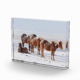 Snow Covered Icelandic Horses Photo Block