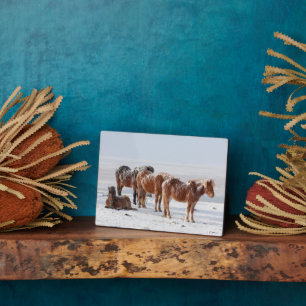 Snow Covered Icelandic Horses Plaque