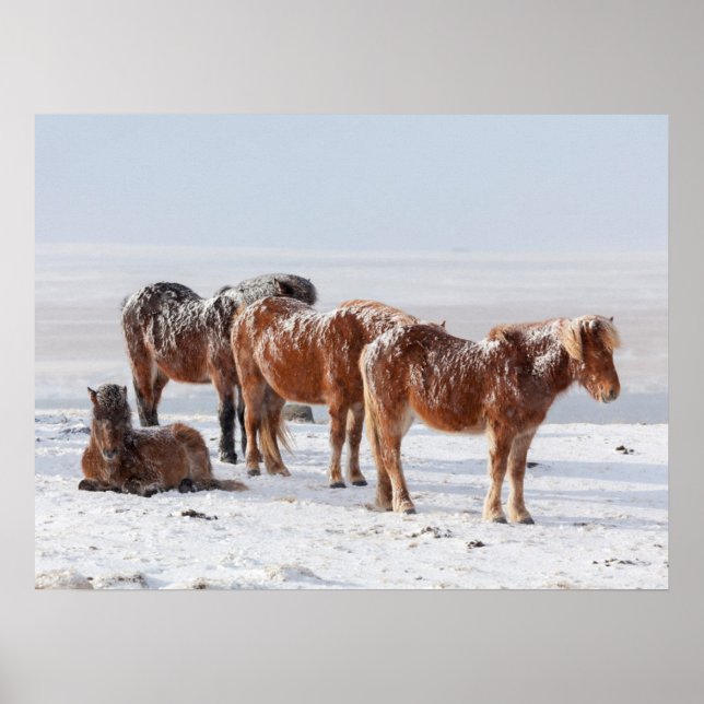 Snow Covered Icelandic Horses Poster (Front)