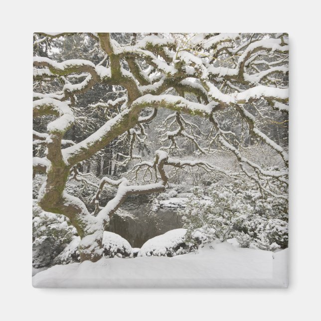 Snow-covered Japanese maple Magnet (Front)