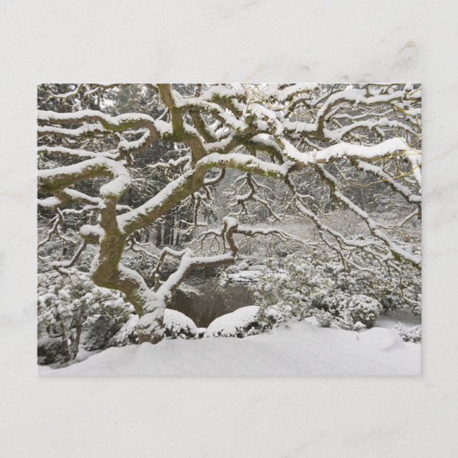 Snow-covered Japanese maple Postcard (Front)