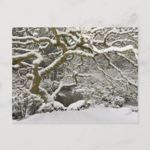 Snow-covered Japanese maple Postcard