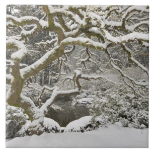 Snow-covered Japanese maple Tile