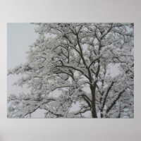 Snow Covered Oak Tree Poster
