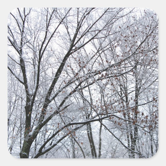 Snow-covered Oak Tree Square Sticker (Front)