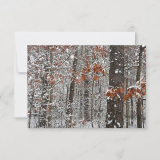 Snow Covered Oak Trees Winter Nature Photography