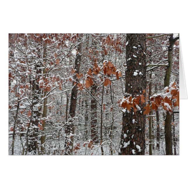 Snow Covered Oak Trees Winter Nature Photography (Front Horizontal)