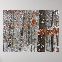 Snow Covered Oak Trees Winter Nature Photography