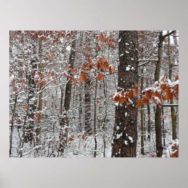 Snow Covered Oak Trees Winter Nature Photography Poster (Front)