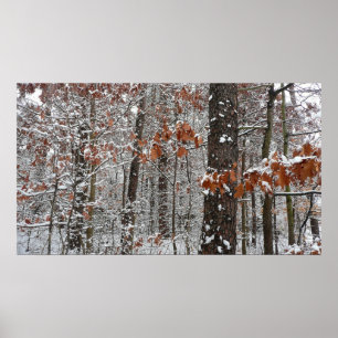 Snow Covered Oak Trees Winter Nature Photography Poster