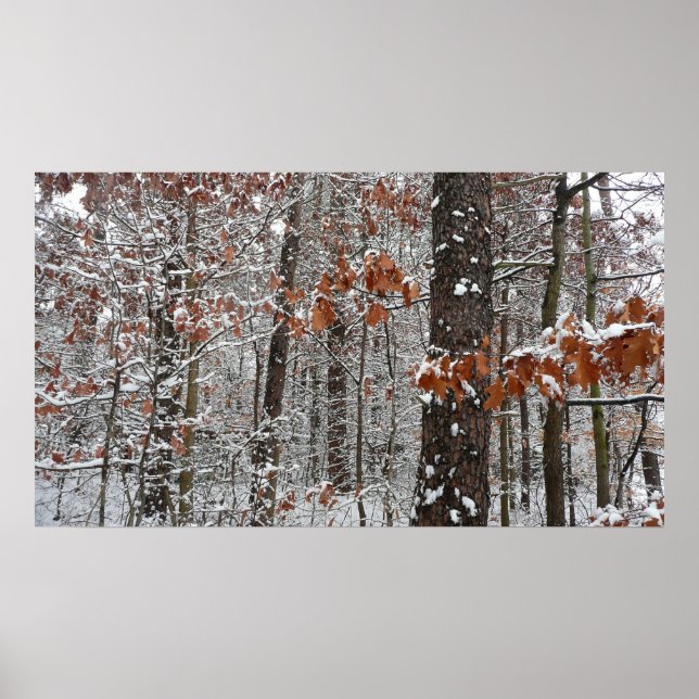 Snow Covered Oak Trees Winter Nature Photography Poster (Front)