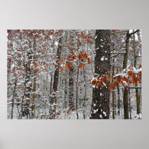 Snow Covered Oak Trees Winter Nature Photography Poster