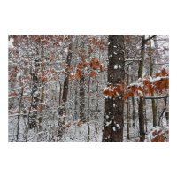 Snow Covered Oak Trees Winter Nature Photography