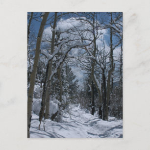 Snow covered path through the Rocky Mountains Postcard
