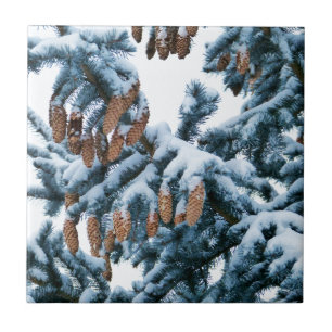 Snow Covered Pine Boughs and Cones Tile