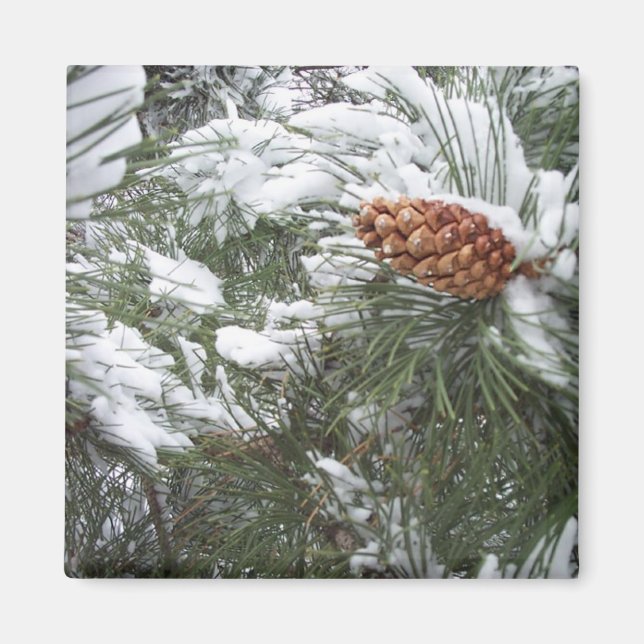 Snow covered pine cone. magnet (Front)