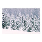 Snow covered pine trees