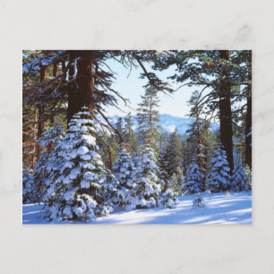 Snow-covered Red Fir trees in the High Sierra 2 Postcard