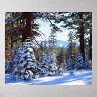 Snow-covered Red Fir trees in the High Sierra 2