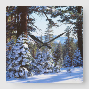 Snow-covered Red Fir trees in the High Sierra 2 Square Wall Clock
