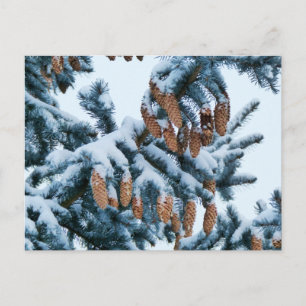 Snow Covered Spruce Boughs and Pinecones Postcard