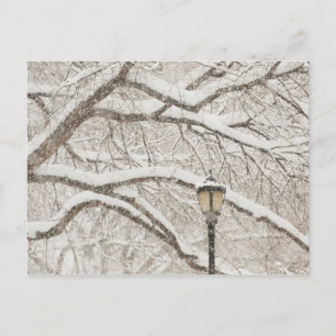 Snow Covered Tree 2 Postcard
