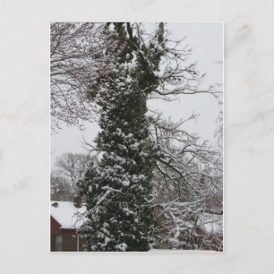 Snow Covered Tree Postcard
