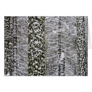 Snow covered tree trunks in Yosemite valley -