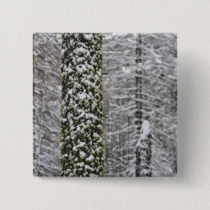 Snow covered tree trunks in Yosemite valley - 15 Cm Square Badge