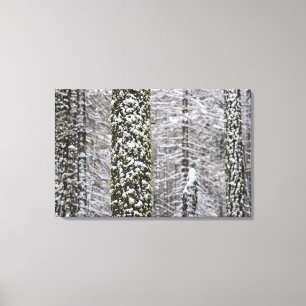 Snow covered tree trunks in Yosemite valley - Canvas Print