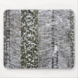 Snow covered tree trunks in Yosemite valley - Mouse Pad