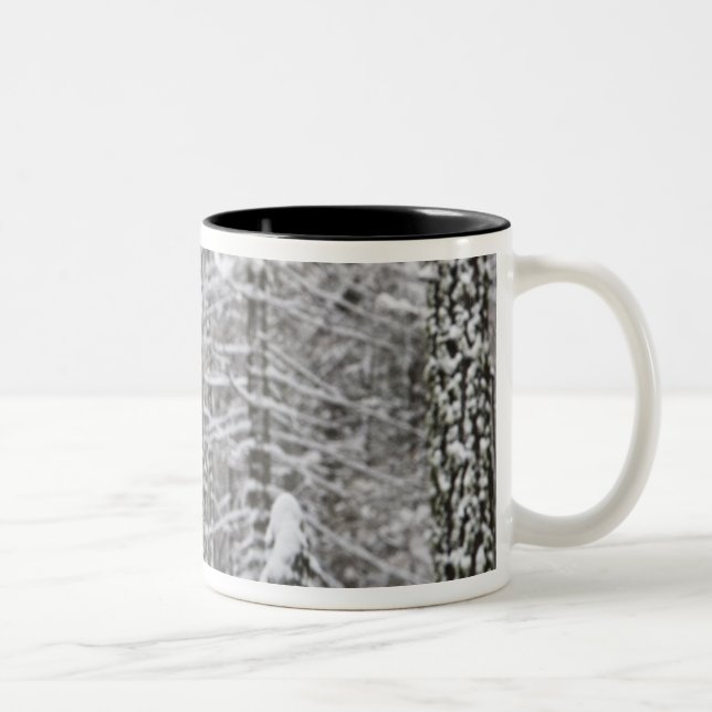 Snow covered tree trunks in Yosemite valley - Two-Tone Coffee Mug (Right)
