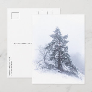 Snow-covered Tree Winter Photo Postcard