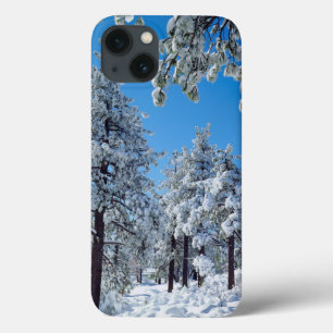 Snow-covered trees in the Laguna Mountains iPhone 13 Case