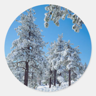 Snow-covered trees in the Laguna Mountains Classic Round Sticker