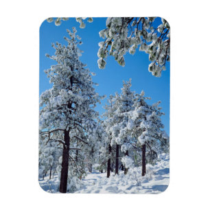 Snow-covered trees in the Laguna Mountains Magnet
