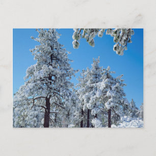 Snow-covered trees in the Laguna Mountains Postcard