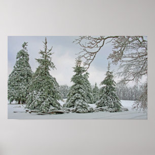 Snow Covered Trees Poster