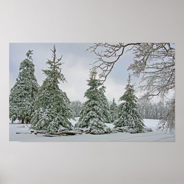 Snow Covered Trees Poster (Front)